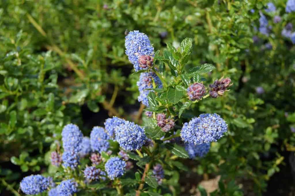 Ceanothus 'Blue Mound' ---